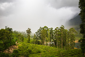 Fototapeta na wymiar Tea plantation before the rain