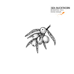 Hand drawn sea buckthorn branch. Vector engraved illustration. Herbal tea, healing. Food ingredient, aromatherapy, cooking. For cosmetic package design, medicinal herb, treating, healt care.