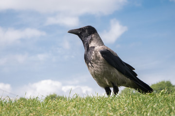 Rabe Crow