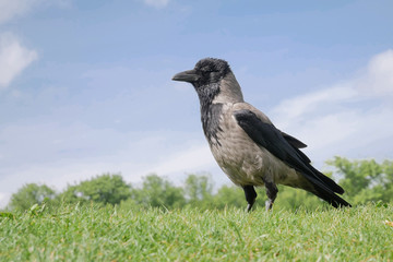 Rabe Crow
