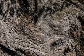 Struktur von Olivenholz