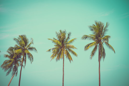 Coconut palm trees in sunny day - Tropical summer breeze holiday, vintage tone