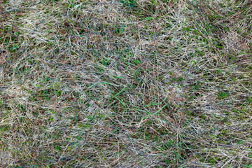 the old spring grass top view texture