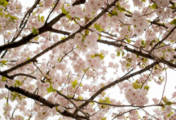 anami flowers