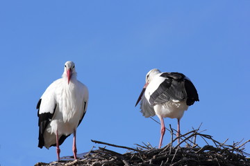 couple de cigogne