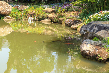 Fototapeta na wymiar koi fish in garden pond decorative landscape design