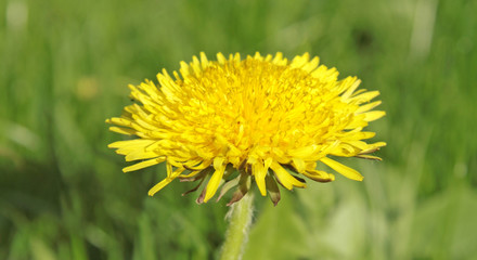 dandelion against a background of green grass