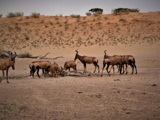 red heart beast south africa