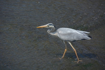 A heron in river looking for food