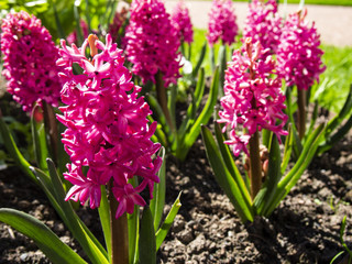 Fototapeta premium Hyacinths bloom in the spring in the Park