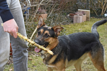 Mixed-breed dog between German shepherd and Labrador Retriever playing with his owner