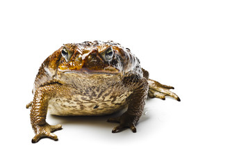Toad aga. Rhinella marina.
