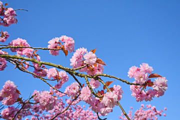 Blossoms of a sweet almond tree (Prunus dulcis) against a blue sky at the 