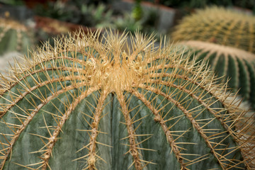 Green cacti and succulents Selective focus Close up