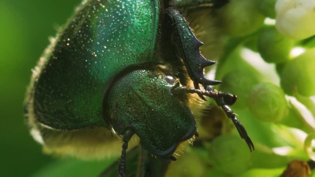 Portrait of a large green shiny beetle (Rose chafer, Cetonia aurata). Macro footage.