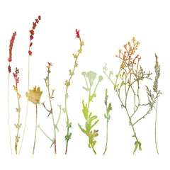 Meadow grasses, herbs and flowers outlines in watercolor style.