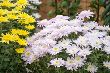 Yellow and white flower in the green garden.