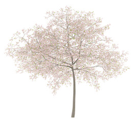 flowering cherry tree isolated on white background