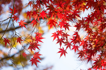 Red leaves autumn season background, Tokyo Japan