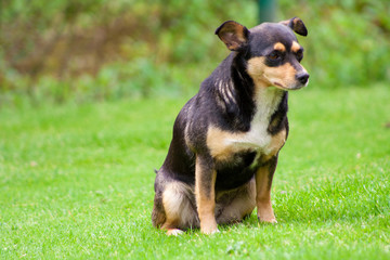 Naklejka na ściany i meble dark dog sitting on the green grass