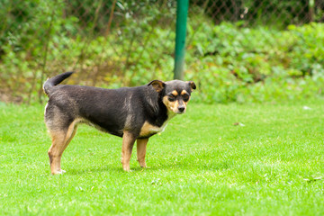 a dark dog standing on the grass and looking at the camera