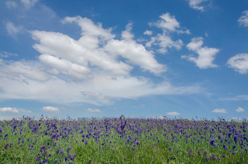 green field under the sky with clouds