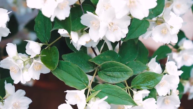 beautiful jasmine white flowers in summer day folcus pull
