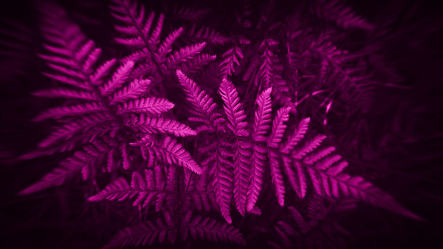 PURPLE FERN - Spring green in the forest floor