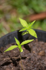 Very young hemp plants