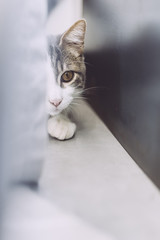 Jeune chat en train de jouer derrière un rideau