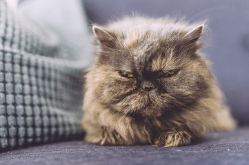 Chat persan gris couché sur un canapé bleu