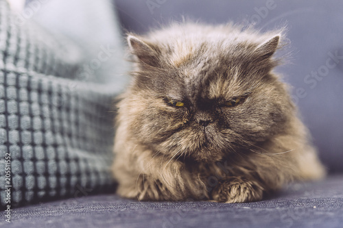 Chat Persan Gris Couché Sur Un Canapé Bleu Stock Photo And