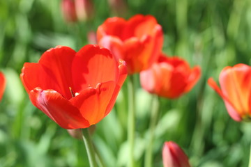 Obraz premium Red flowers of tulips with green foliage