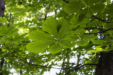 Fototapeta na wymiar Sweet chestnut leaves