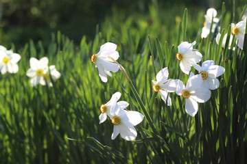 White flowers of daffodils with green foliage