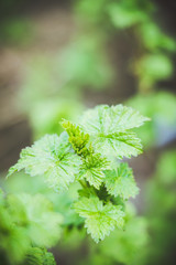 Fototapeta premium Branches with new leaves in the garden. Selective focus.