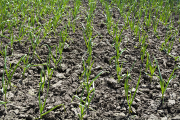 Obraz premium Fresh green garlic plants growing in rows
