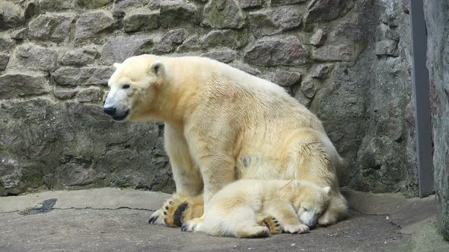 Mother bear (bear) and baby  in a zoo