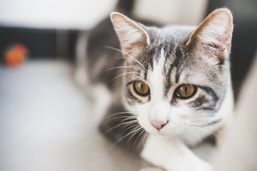 Portrait d'un jeune chat tigré blanc