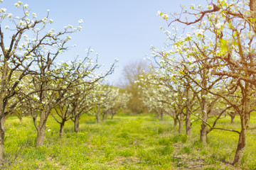 Fototapeta na wymiar apple garden with blossoming trees