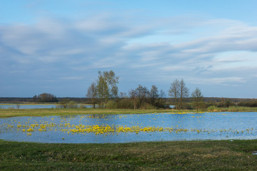 Marsh Marigold on the Narew river in Podlasie, Poland