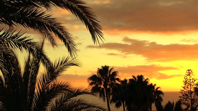 Silhouette of Palm Trees Forest, Some Huts and Small Buildings with Setting Sun in the Background. Shot on RED Epic 4K UHD Camera.