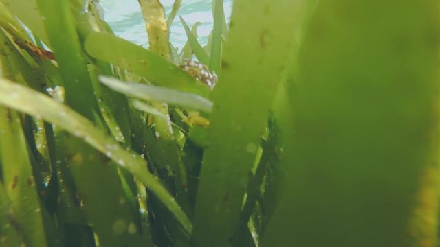 Travelling Shot Through Dense, Lucious Green Seagrass At An Atoll In The Maldives.