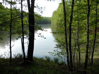 Obraz premium Утро в лесу