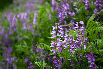 Naklejka premium Bright flowers of Sainfoin lilac color. The family of legumes. Onobrýchis.