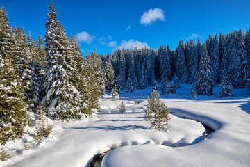 Snowy afternoon in pine forest by a brook in Rodopi mountains