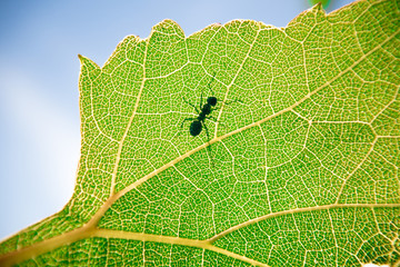 Ant on a green leaf