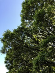 Baumkrone 1