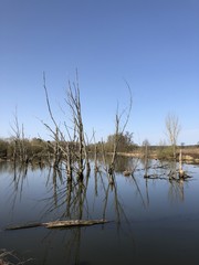 tote Bäume in See
