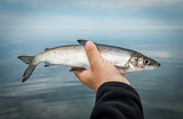 Whitefish portrait in angler hand